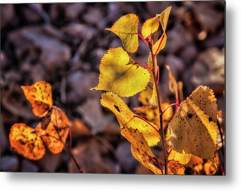 Autumn Metal Print featuring the photograph Simple Days of Autumn by Steve Sullivan