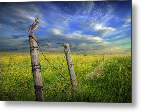 Wildlife Metal Print featuring the photograph Singing Meadowlark perched on a Fence Post by Randall Nyhof