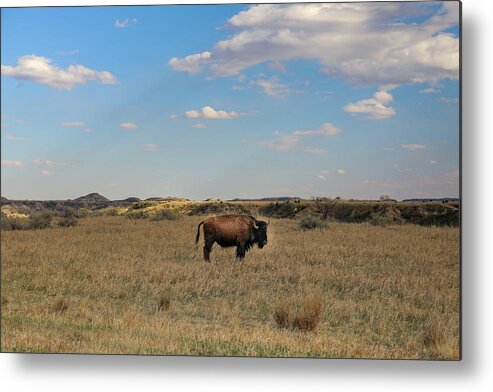 Lone Badlands Bison Metal Print featuring the photograph Single Bison In Open Landscape by Dan Sproul