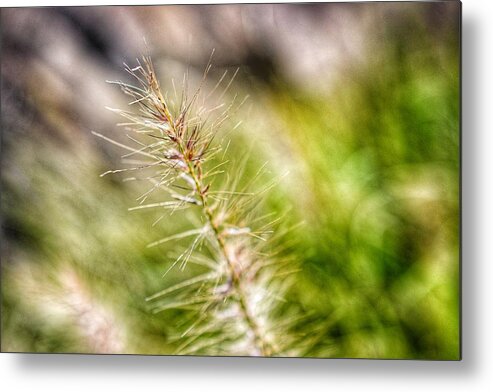 Photo Metal Print featuring the photograph Singular Blade of Grass by Evan Foster