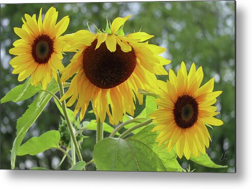 Sunflower Metal Print featuring the photograph Sisters of Sunflower Delight by D Lee