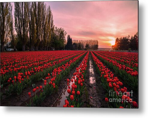 Tulip Fields Metal Print featuring the photograph Skagit Valley Dusk Drama by Mike Reid
