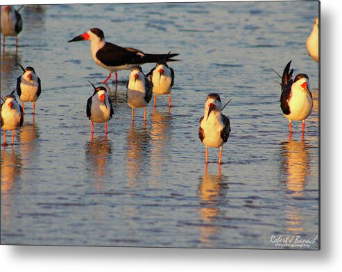 Birds Metal Print featuring the photograph Skimmers On The Beach by Robert Banach