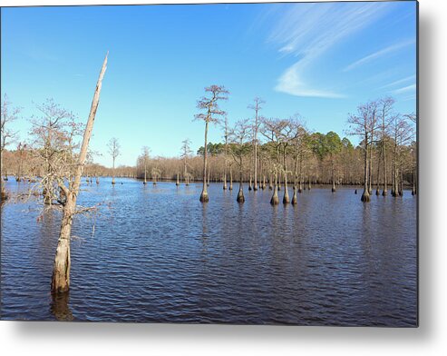 George L. Smith State Park Metal Print featuring the photograph Sky Pointer by Ed Williams