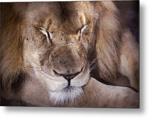 Lion Metal Print featuring the photograph Sleeping Lion by Jim Signorelli