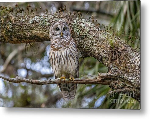 Owl Metal Print featuring the photograph Small Branch Perch by Tom Claud