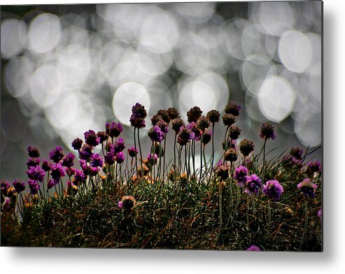 Outdoors Metal Print featuring the photograph Small flowers with white light dots by s0ulsurfing - Jason Swain