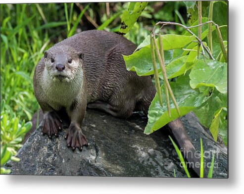 Smooth-coated Otter Metal Print featuring the photograph Smooth-Coated Otter by Arterra Picture Library