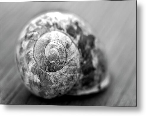 Snail Metal Print featuring the photograph Snails house by MPhotographer