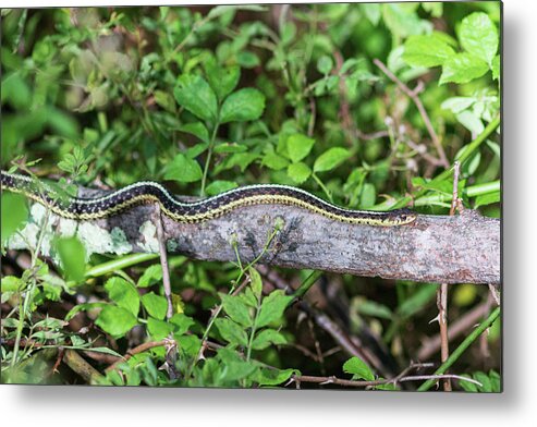 Reptile Metal Print featuring the photograph Snake on a Log by Amelia Pearn