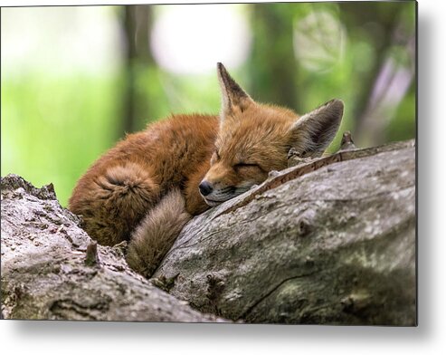 Fox Metal Print featuring the photograph Snoozing by James Overesch