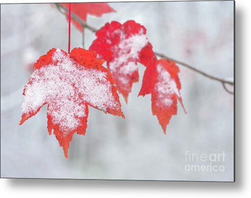 Red Maple Leaves Metal Print featuring the photograph Snow Covered Red Maple Leaves by Tamara Becker