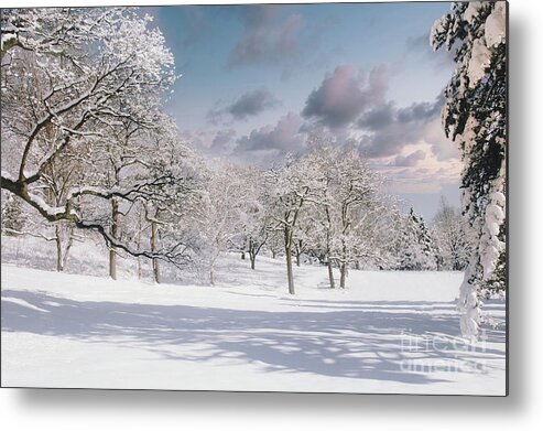 Winter Metal Print featuring the photograph Snow Covered Trees by Elaine Manley