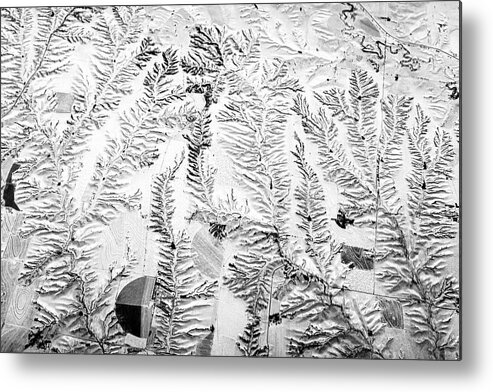 Michigan Metal Print featuring the photograph Snow Ferns by Mary Lee Dereske