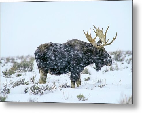 Moose Metal Print featuring the photograph Snowfall by Mango Art