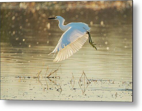 Snowy Egret Metal Print featuring the photograph Snowy Egret 4657-011520-2 by Tam Ryan