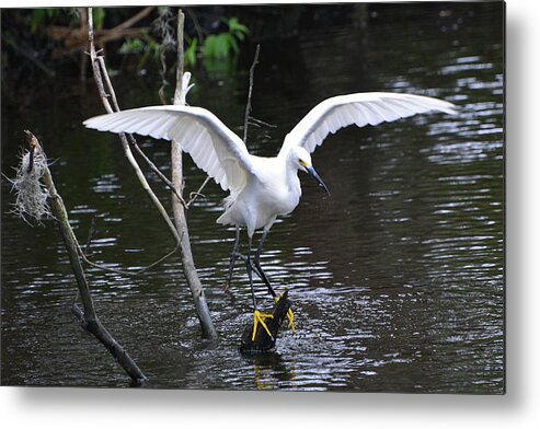 Egret Metal Print featuring the photograph Snowy Egret About to Land by Jerry Griffin