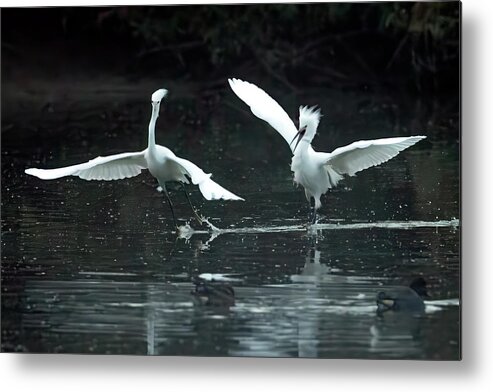Snowy Egrets Metal Print featuring the photograph Snowy Egret Chase 0286-112823-2 by Tam Ryan