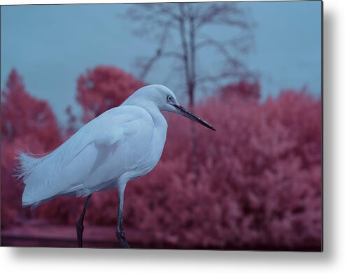 Bird Metal Print featuring the photograph Snowy Egret in Infrared by Carolyn Hutchins