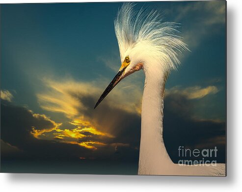 Snowy Egret Metal Print featuring the photograph Snowy Egret Portrait and Sunset by Stefano Senise