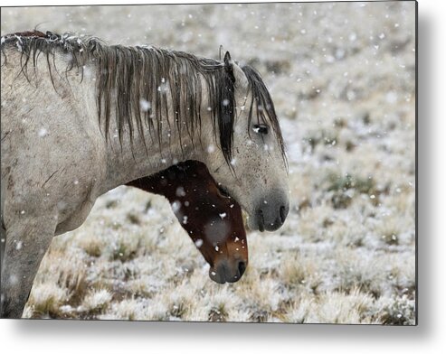 Wild Horses Metal Print featuring the photograph Snowy Flakes by Mary Hone