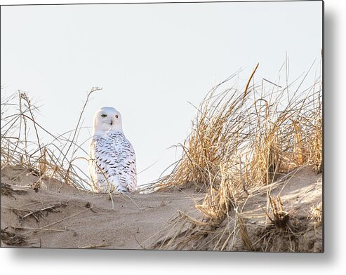 Snowy Metal Print featuring the photograph Snowy Owl in the Dunes by Denise Kopko