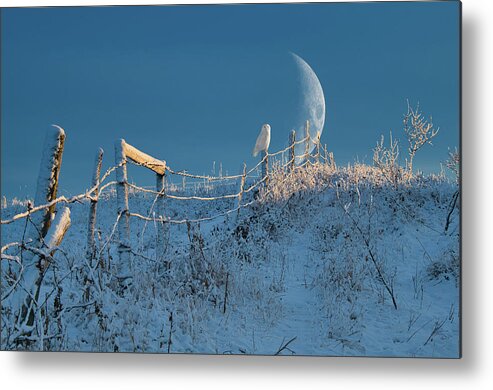 2020-12-10 Metal Print featuring the photograph Snowy Owl In the Moonrise by Phil And Karen Rispin