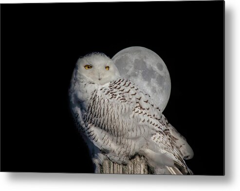 Animals Metal Print featuring the photograph Snowy Owl on the Moon by Jeff Folger