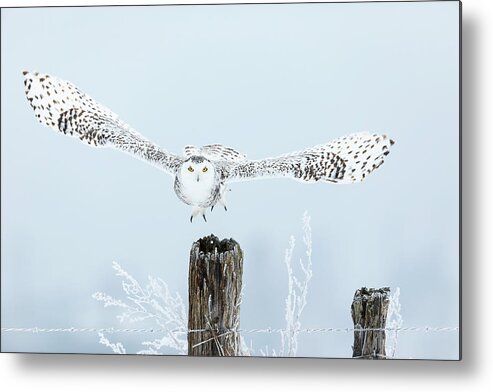 Snowy Owls Metal Print featuring the photograph Snowy Take Off by Mark Harrington