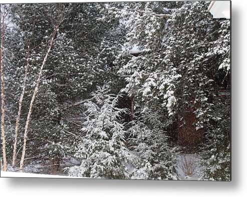  Metal Print featuring the photograph Snowy Woods by Donn Ingemie