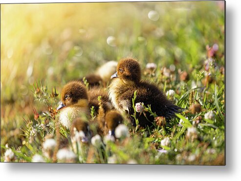 Babbies Metal Print featuring the photograph Snuggle Buddies by Jordan Hill