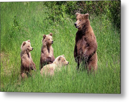 Alaska Metal Print featuring the photograph So kids Let's start our lesson by Alex Mironyuk