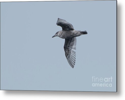 Glaucous-winged Gull Metal Print featuring the photograph Soaring Glaucous-winged Gull by Nancy Gleason