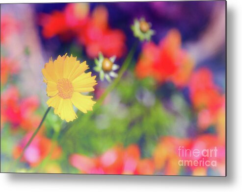 Soft Metal Print featuring the photograph Soft and Light 21 by Becqi Sherman