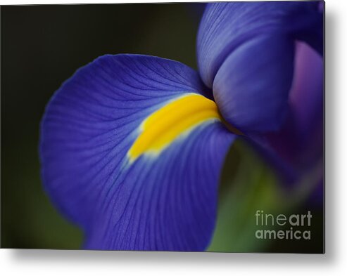 Iridaceae Metal Print featuring the photograph Soft Iris Glow by Joy Watson