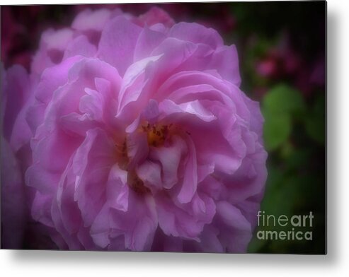 Rose Metal Print featuring the photograph Soft Pink Shrub Rose by Yvonne Johnstone