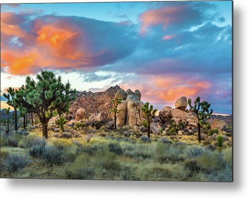 Desert Plants Metal Print featuring the photograph Soft Sunset at Joshua Tree by Peter Tellone