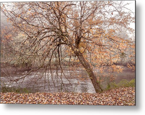 Carolina Metal Print featuring the photograph Softly Leaning Low over the River by Debra and Dave Vanderlaan