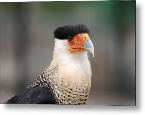 Animal Themes Metal Print featuring the photograph Southern crested caracara by Iñaki Respaldiza