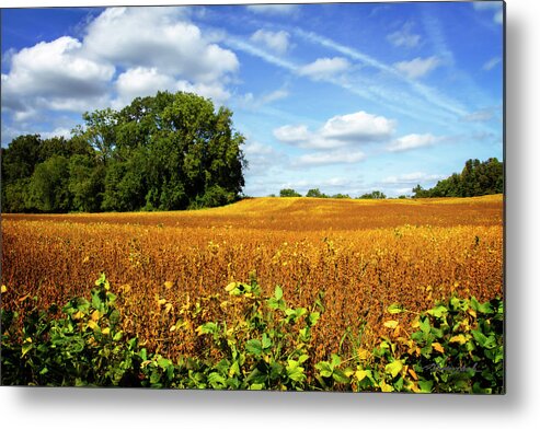 Color Metal Print featuring the photograph Soybean Harvest by Alan Hausenflock