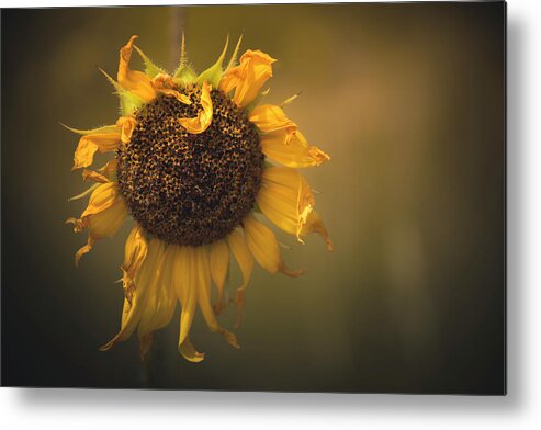 Sunflower Metal Print featuring the photograph Spent Sunflower by The Forests Edge Photography - Diane Sandoval