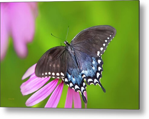 Swallowtail Butterfly Metal Print featuring the photograph Spice Of Life Butterfly by Christina Rollo
