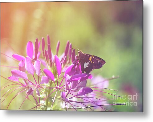 Spider Flower Metal Print featuring the photograph Spider Flower in Glory Light With Moth Botanical / Nature Photo by PIPA Fine Art - Simply Solid