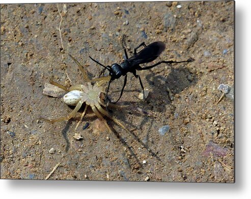 Tennessee Metal Print featuring the photograph Spider Wasp And Prey by Jennifer Robin
