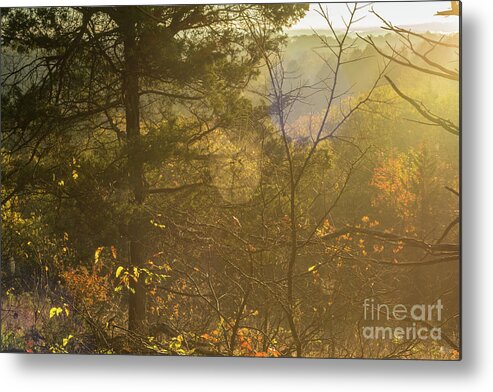 Spiderweb Metal Print featuring the photograph Spiderweb Forest Sunrise by Jennifer White