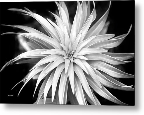 Black And White Metal Print featuring the photograph Spiral Black and White by Christina Rollo