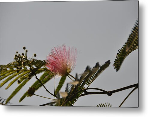 Bloom Metal Print featuring the photograph Splash of Color by Eric Towell