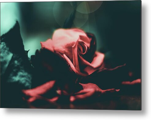 Rose Metal Print featuring the photograph Spotlight Rose by Anamar Pictures