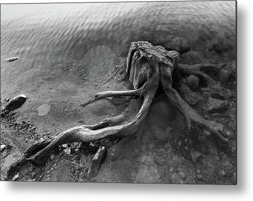 Stump Metal Print featuring the photograph Sprawling by Ryan Workman Photography
