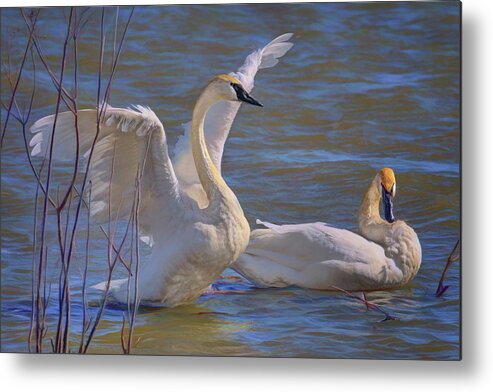 Birds Metal Print featuring the photograph Spread Your Wings - Trumpeter Swans by Nikolyn McDonald